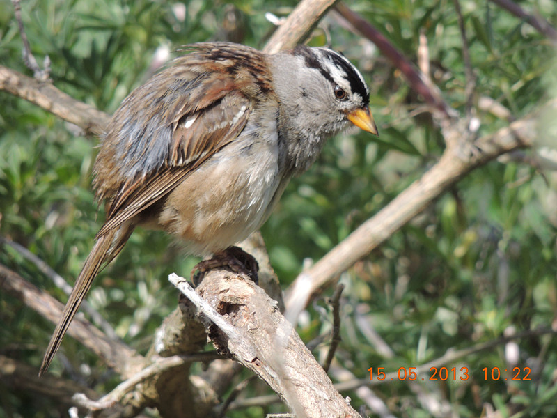 bird 2297_.jpg