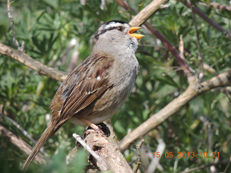 bird 2282_.jpg