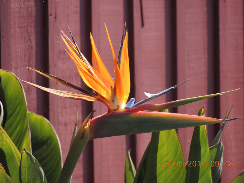 flower 096_.jpg