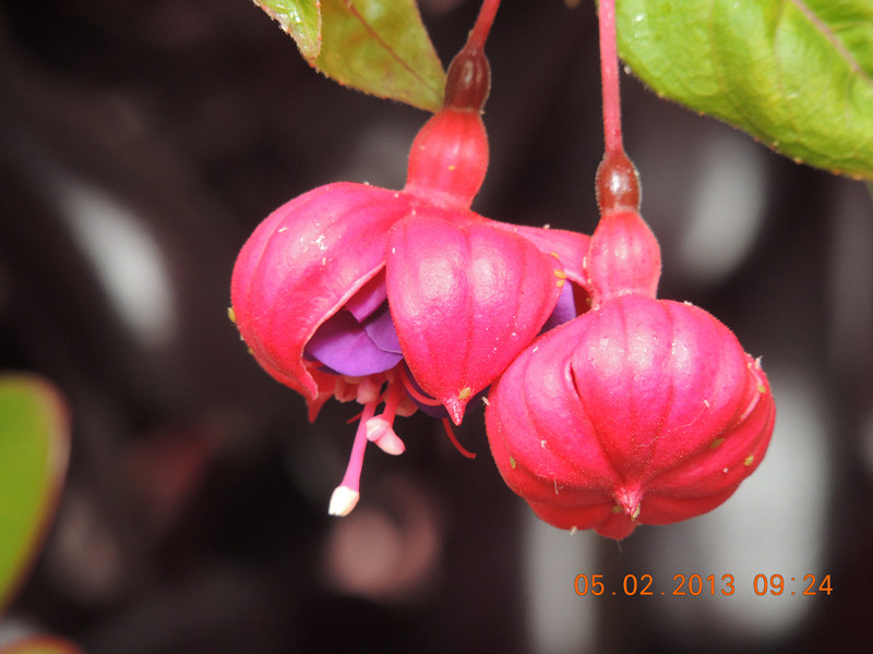flower 264_.jpg