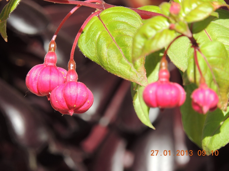 flower 118_.jpg