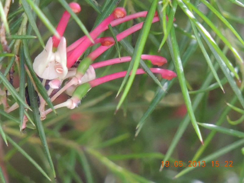 flower 392_.jpg