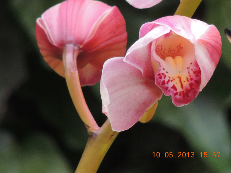 flower 298_.jpg