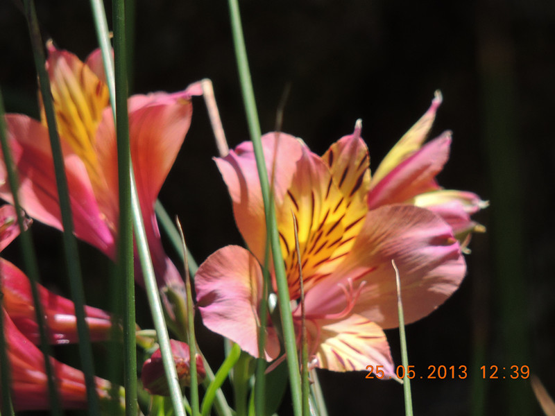 flower 406_.jpg