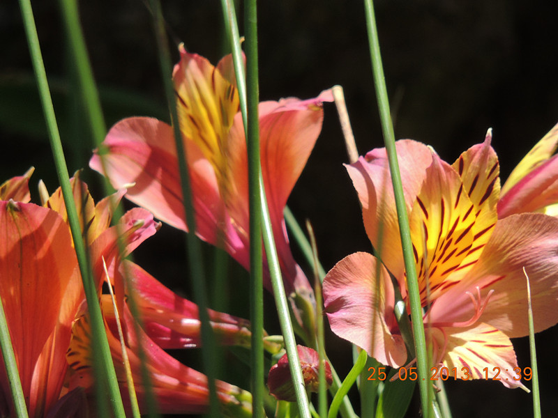 flower 407_.jpg