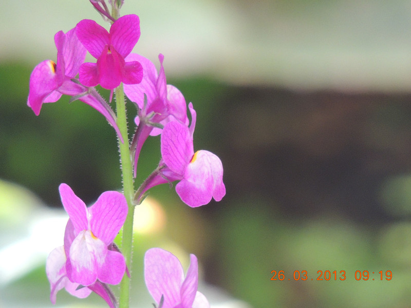 flower 1884_.jpg