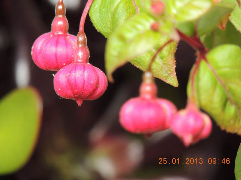 flower 111_.jpg