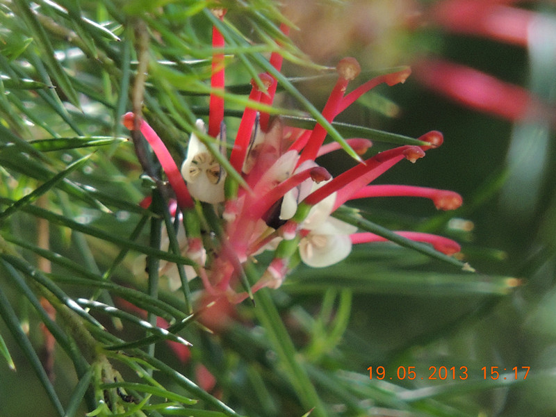 flower 383_.jpg