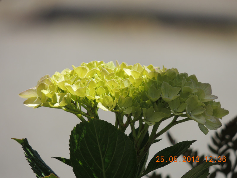 flower 396_.jpg