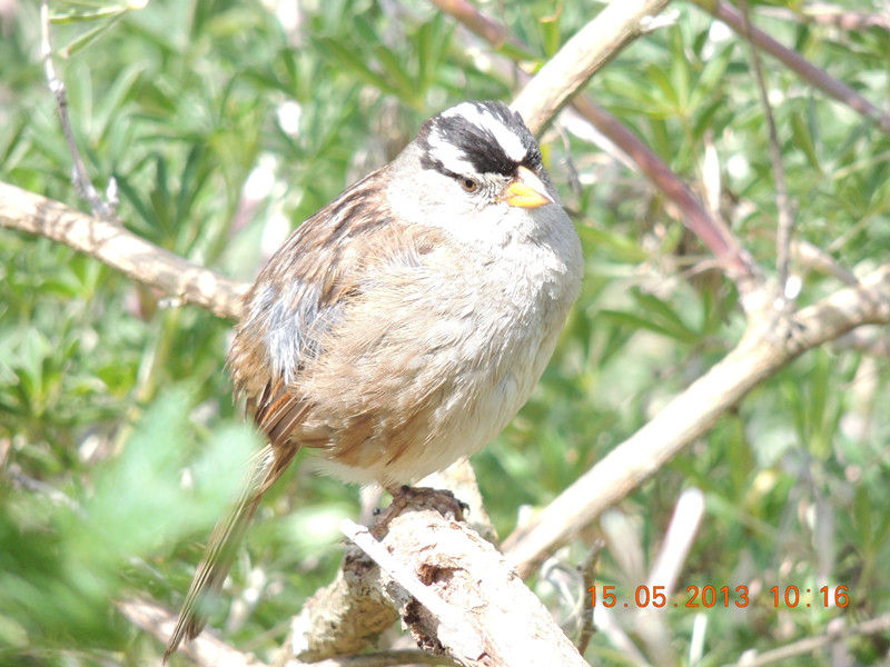 bird 2244_.jpg