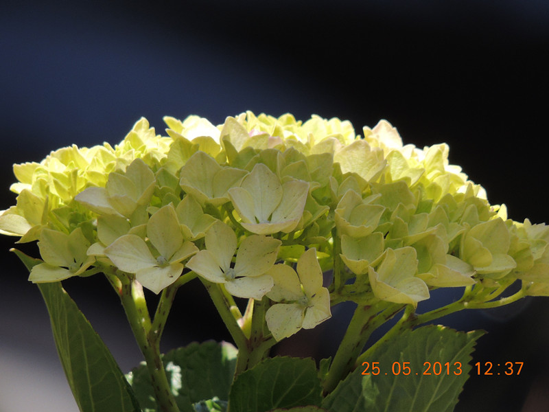 flower 399_.jpg