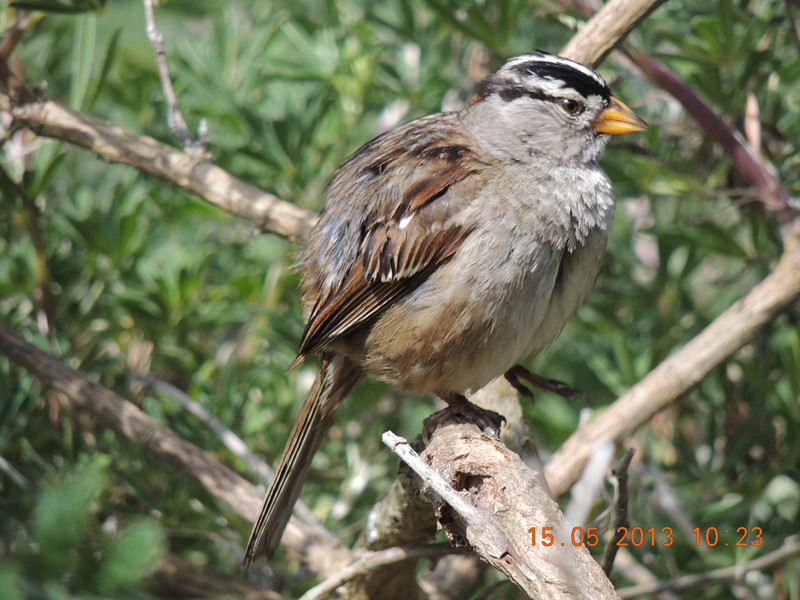 bird 2312_.jpg