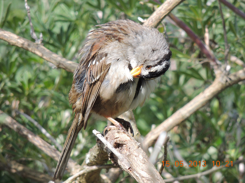 bird 2287_.jpg