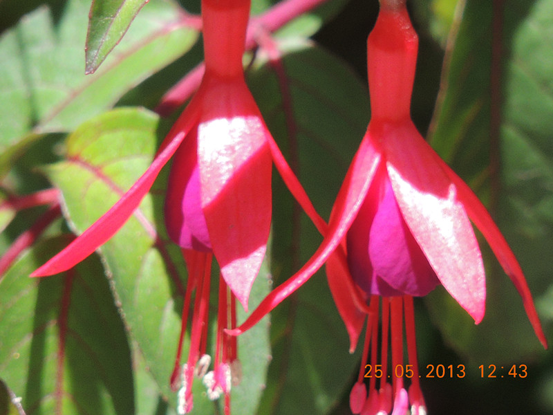 flower 418_.jpg