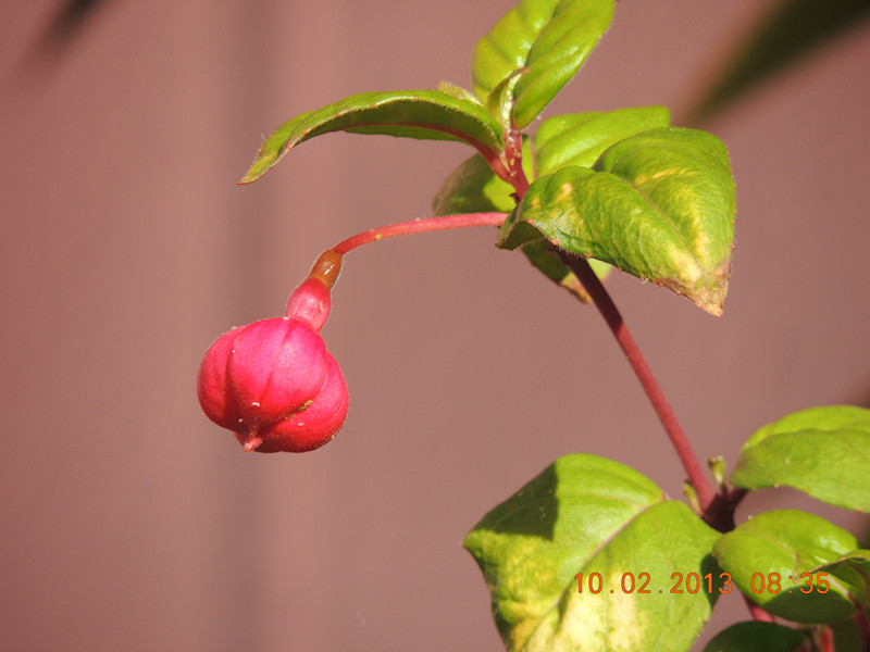 flower 355_.jpg