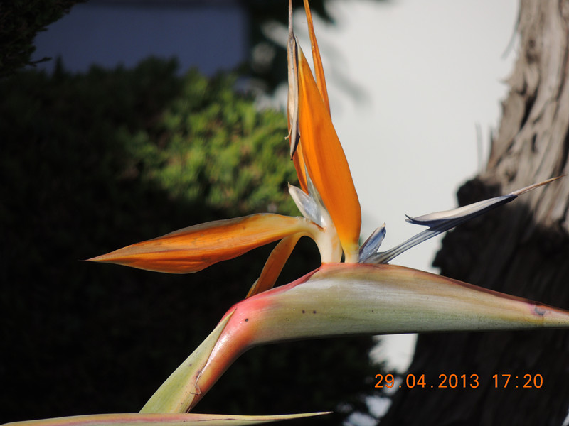flower 3298_.jpg