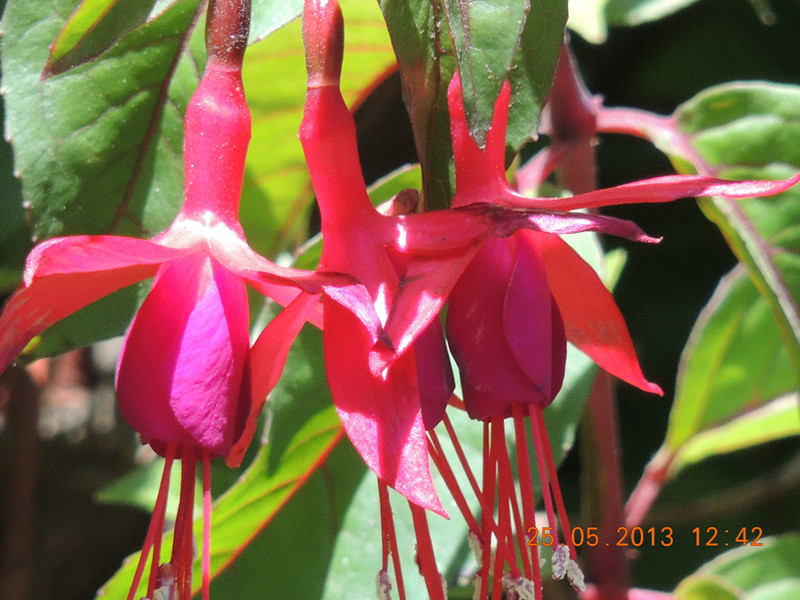 flower 416_.jpg