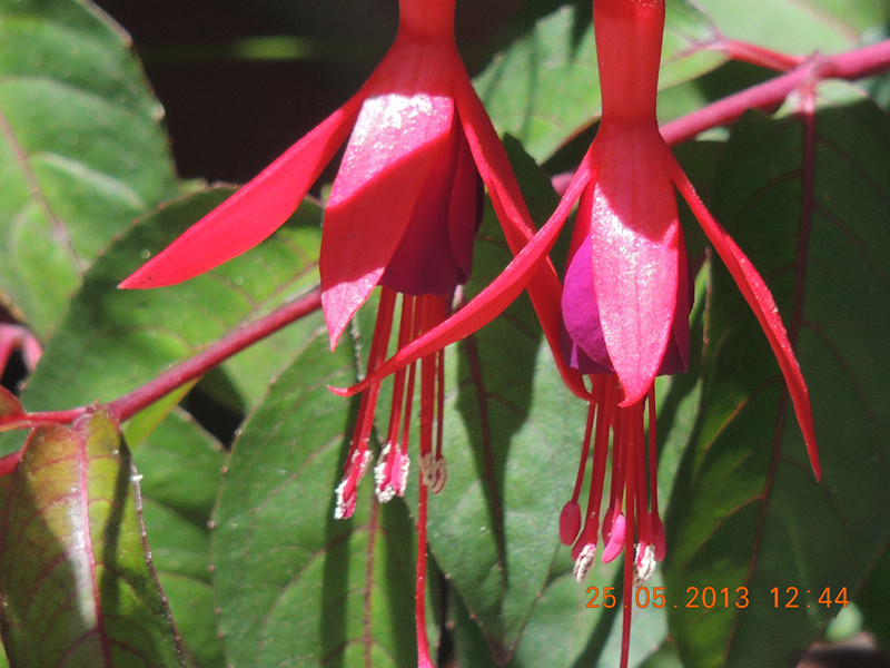 flower 423_.jpg