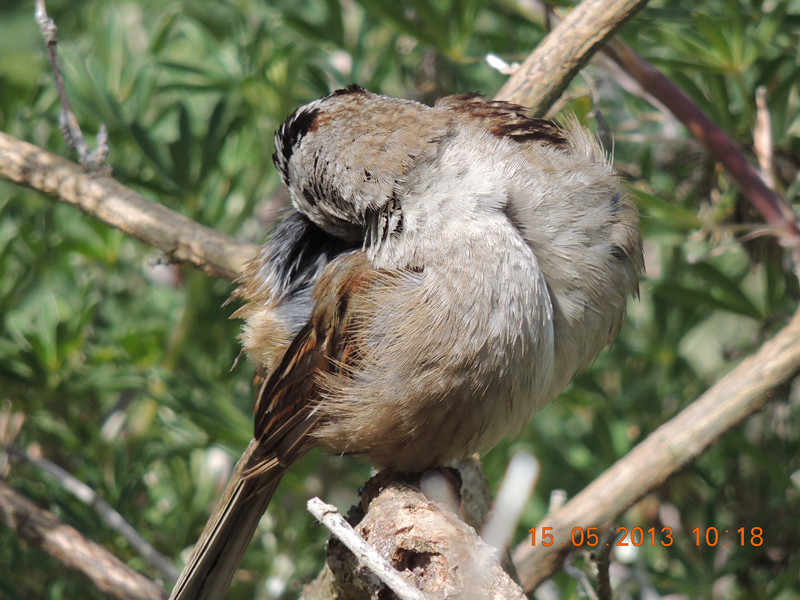 bird 2268_.jpg