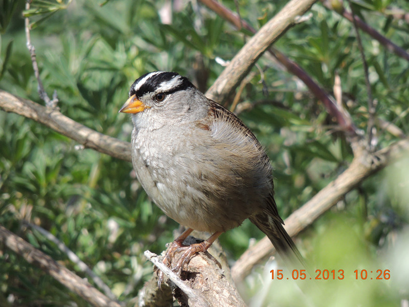 bird 2342_.jpg