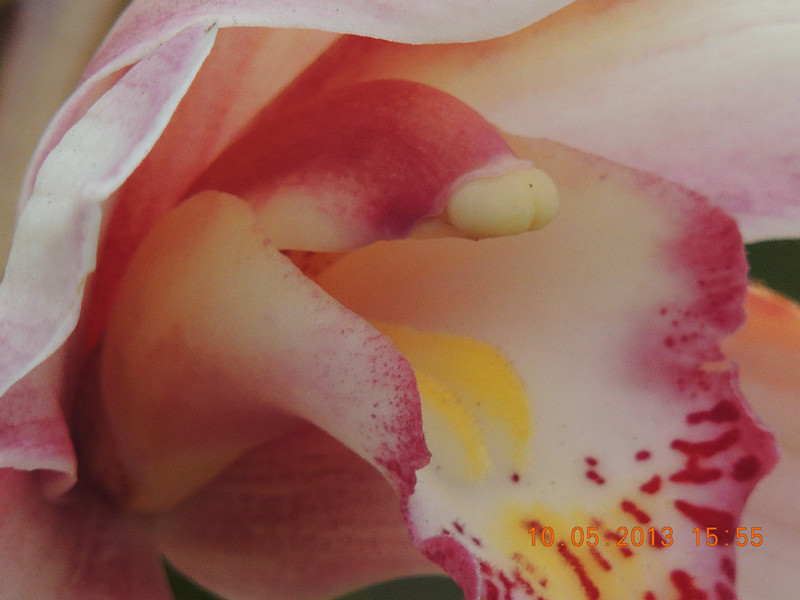 flower 291_.jpg