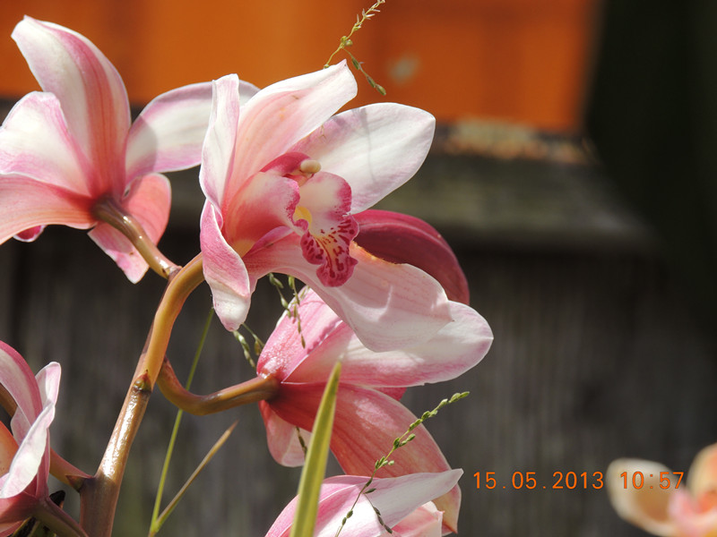flower 368_.jpg