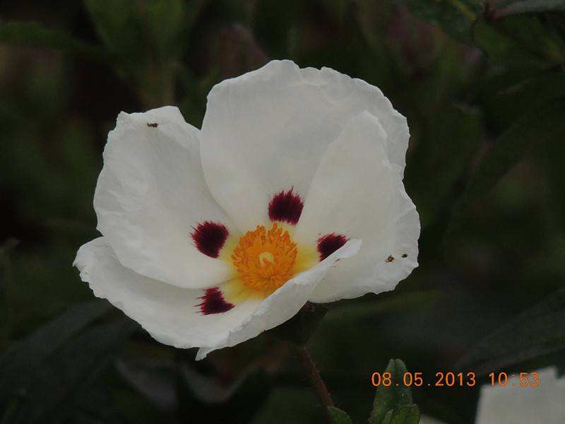 flower 242_.jpg