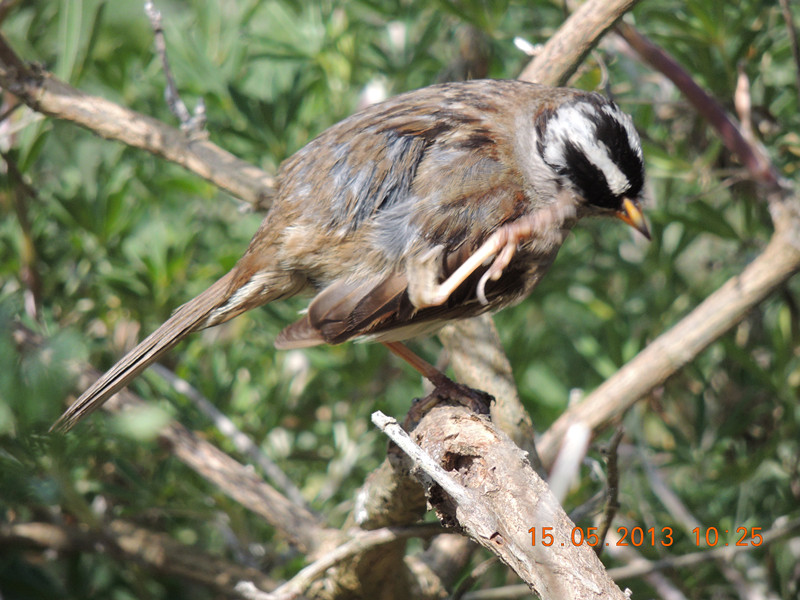 bird 2339_.jpg