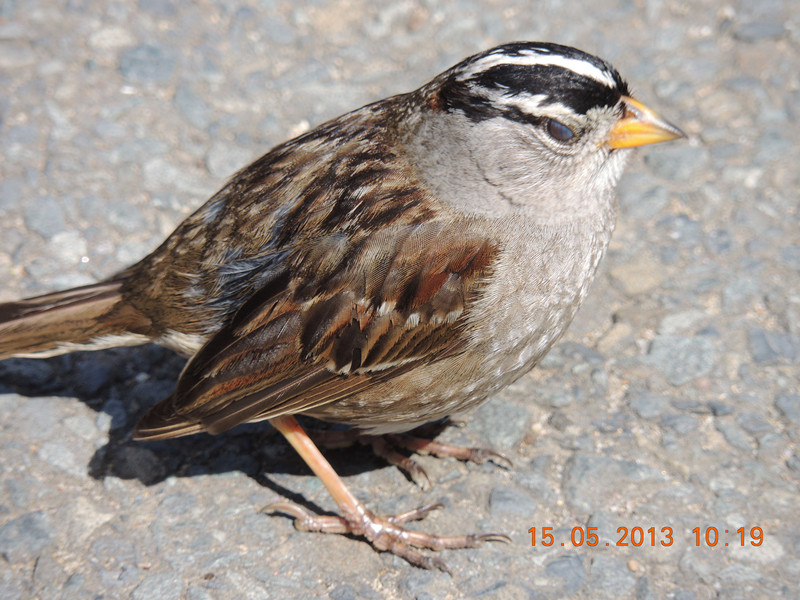 bird 2274_.jpg