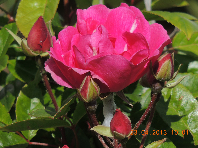 flower 3110_.jpg