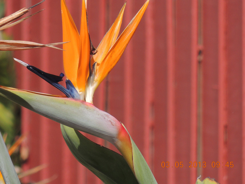 flower 083_.jpg