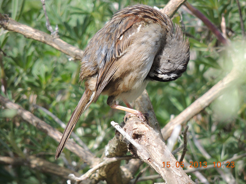 bird 2308_.jpg