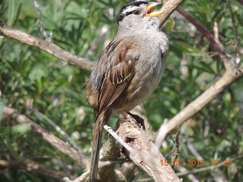 bird 2303_.jpg