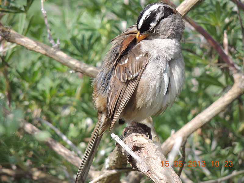 bird 2304_.jpg