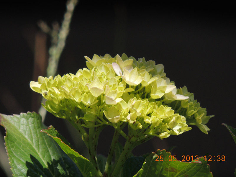 flower 400_.jpg