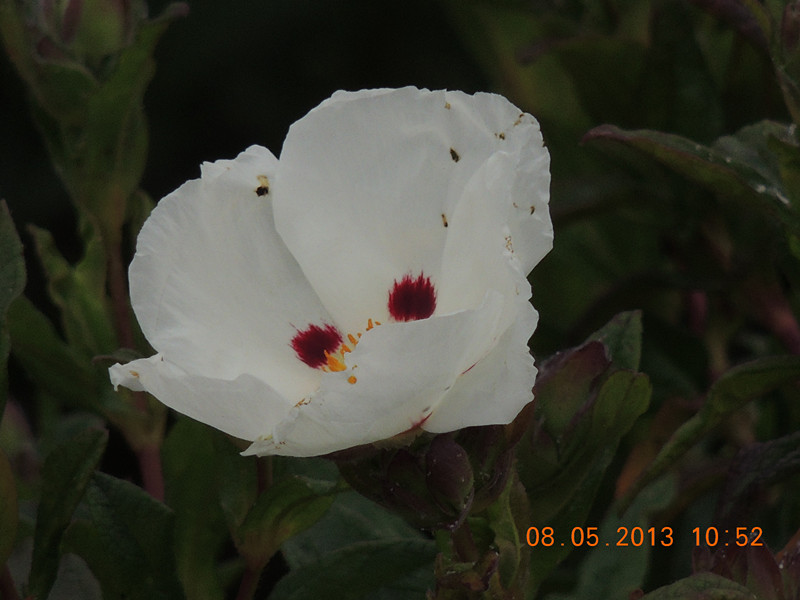 flower 240_.jpg