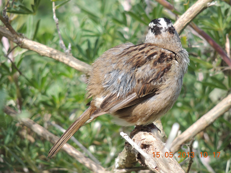bird 2255_.jpg