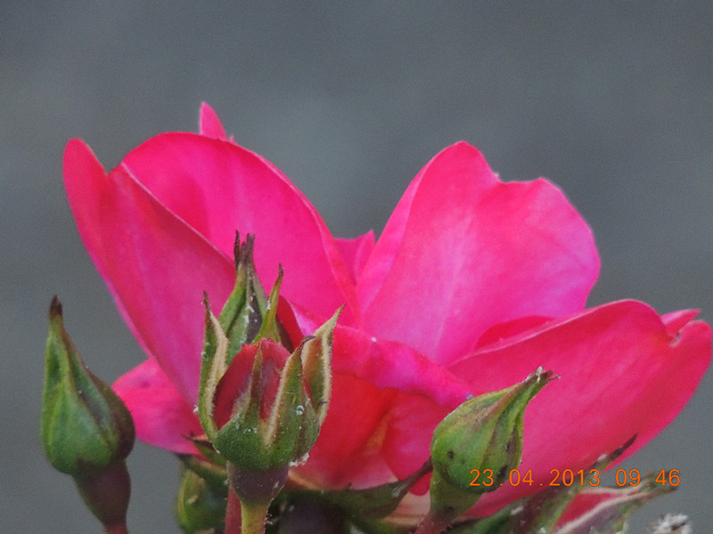 flower 3059_.jpg
