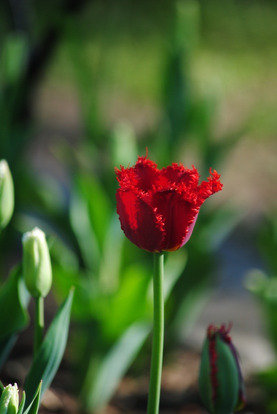 DSC_0248.JPG