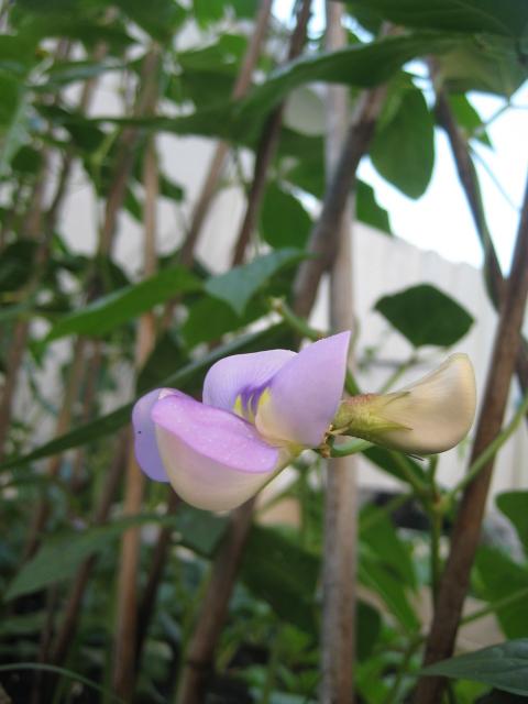 IMG_2453.JPG