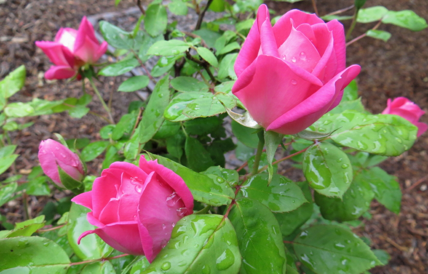 IMG_0001_3257.jpg