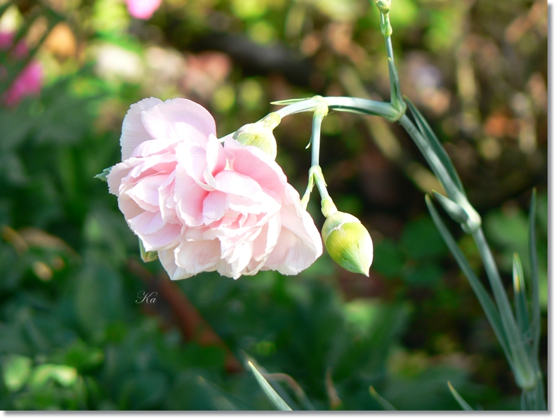 flowers 09-04-13 239.jpg