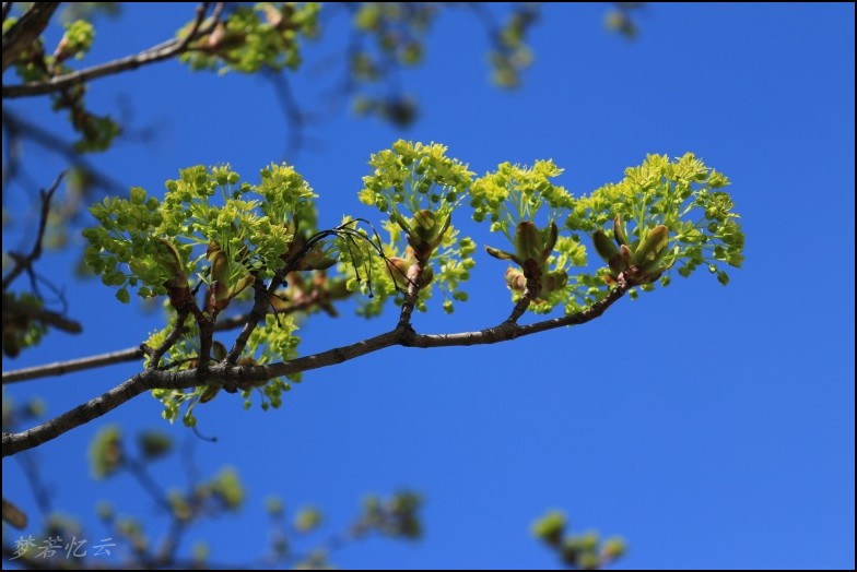 conew_2Ƭ 017_conew1.jpg