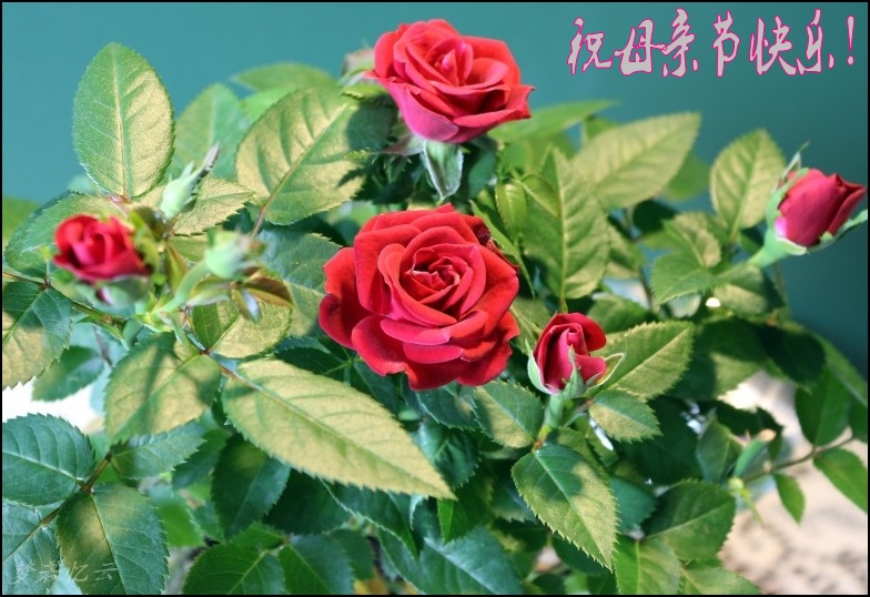 conew_2Ƭ 022_conew2.jpg