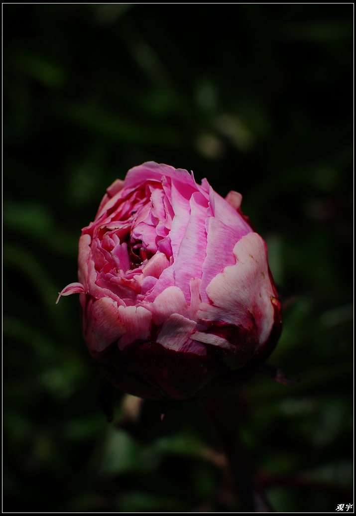 DSC_7520.jpg