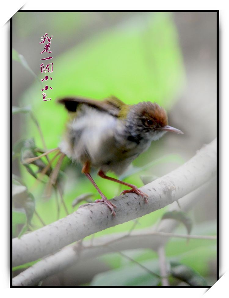 DSC_0327_conew1.jpg