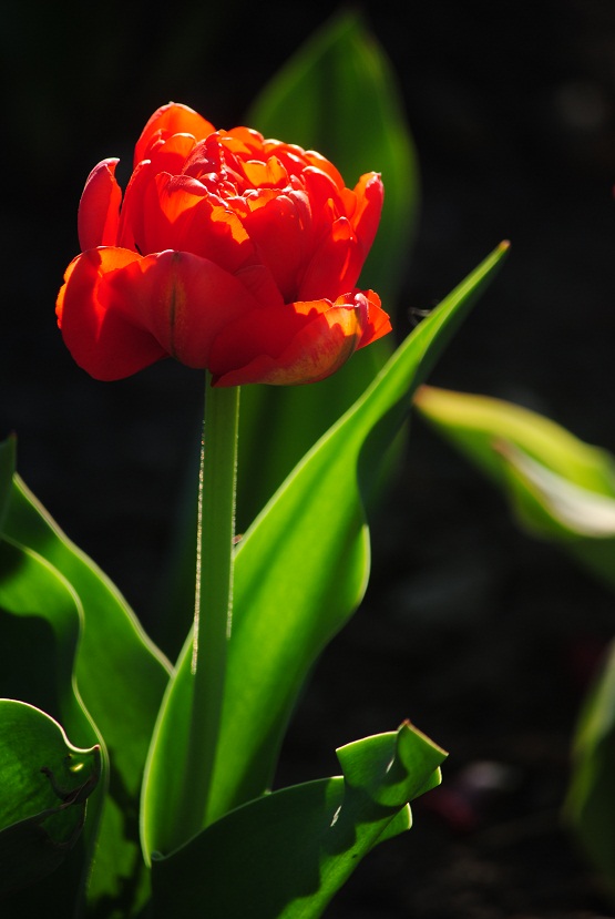 DSC_0196.JPG