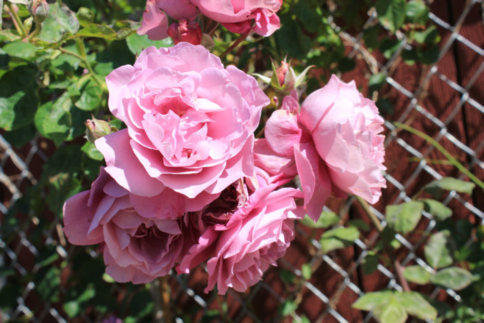 Canon's T2i 135_1.JPG