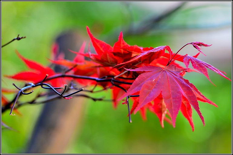 DSC_0996-2.jpg