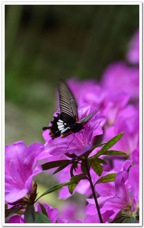 nEO_IMG__DSC7023.jpg